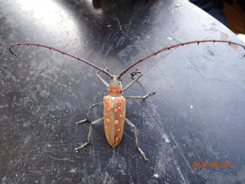 Batocera victoriana